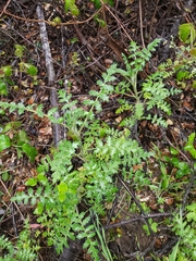 Hydrophylloideae