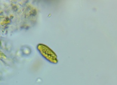 Cryptista