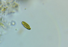 Cryptista