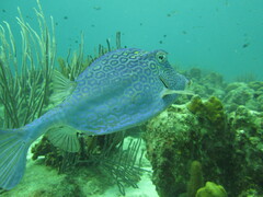 Acanthostracion polygonium