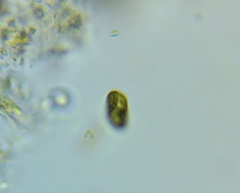 Cryptista