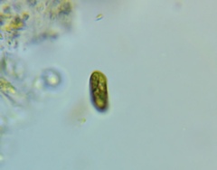Cryptista