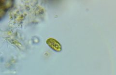 Cryptista