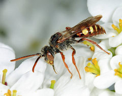 Nomada maculata