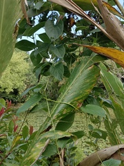 Paederia foetida