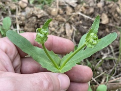 Valerianella radiata