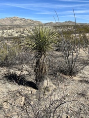 Yucca elata