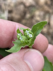 Valerianella radiata