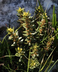 Morella kraussiana
