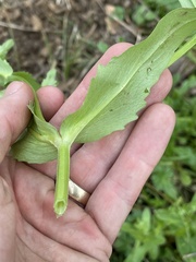 Valerianella radiata