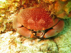 Carpilius corallinus