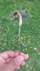Arisarum vulgare image