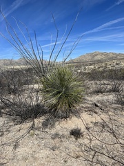 Yucca elata