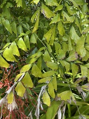 Caryota mitis