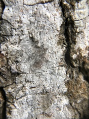 Image of Thelotrema defectum