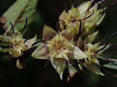 Byttneria ovata