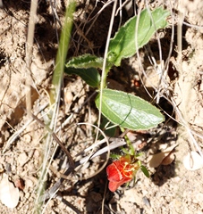 Hermannia
