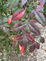 Nandina domestica