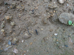Camponotus japonicus