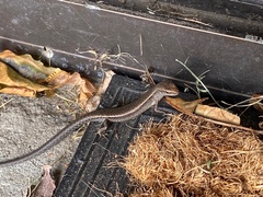 Lampropholis delicata