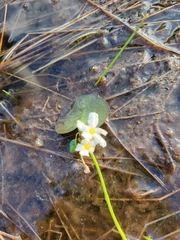 Nymphoides aquatica