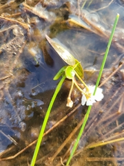 Nymphoides aquatica
