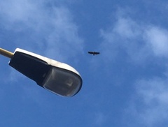 Haliaeetus albicilla