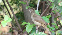 Pycnonotus conradi