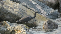 Egretta sacra