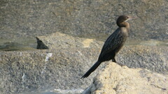 Microcarbo niger