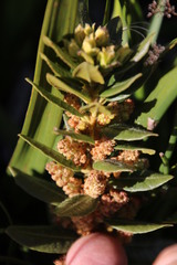 Morella kraussiana