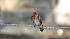 Hirundo tahitica