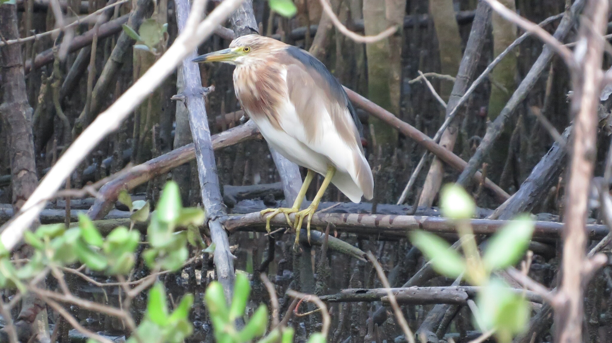 Javan Pond Heron