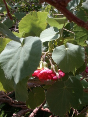 Abutilon menziesii