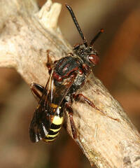 Nomada vicina