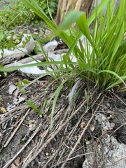 Paspalum floridanum