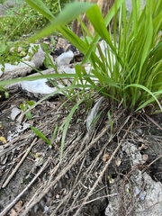 Paspalum floridanum
