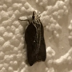 Acleris cristana