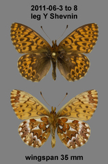 Boloria freija