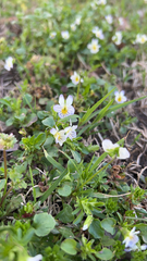 Viola bicolor