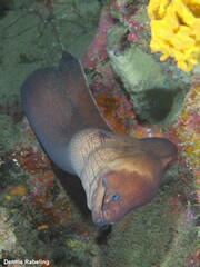 Gymnothorax unicolor