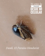 Membracidae