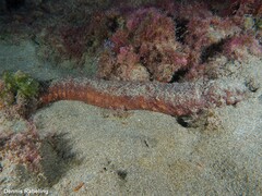Holothuria mammata