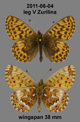 Boloria freija