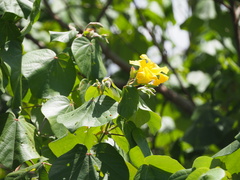 Hibiscus tiliaceus
