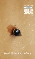 Membracidae