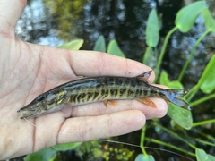 Esox americanus