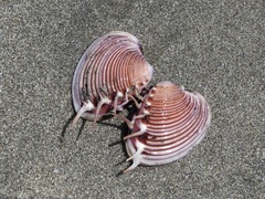 Hysteroconcha lupanaria