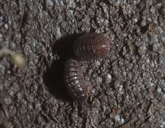 Oniscidea