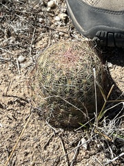 Echinomastus erectocentrus erectocentrus